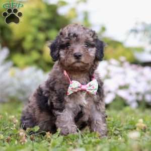 Bree, Miniature Poodle Puppy